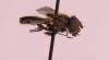 Cheilosia proxima